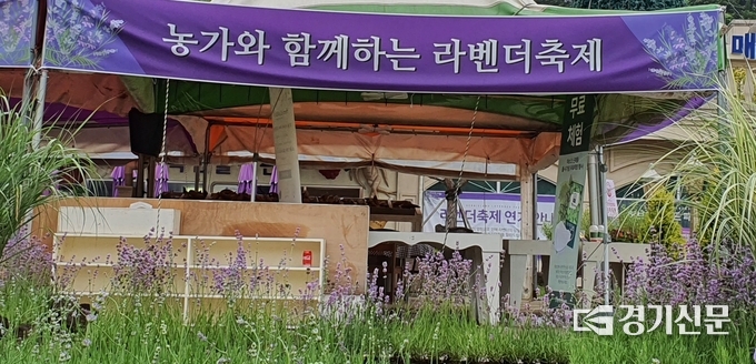 포천 허브아일랜드에서는 향기의 여왕이라 불리는 ‘라벤더 축제‘가 열리고 있다. (사진=허브아일랜드 제공)