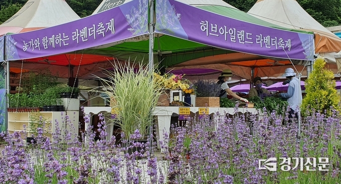 포천 허브아일랜드에서는 향기의 여왕이라 불리는 ‘라벤더 축제‘가 열리고 있다. (사진=허브아일랜드 제공)