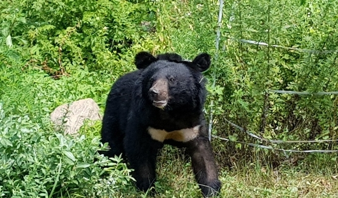반달가슴곰. (사진=국립공원생물종보전원 제공)