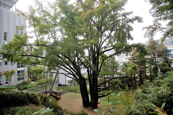 은행동 유래가 된 은행나무. (사진=성남학연구소 제공)