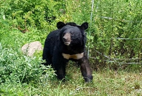 반달가슴곰. 기사와 직접 관련 없음. (사진=연합뉴스/자료사진)