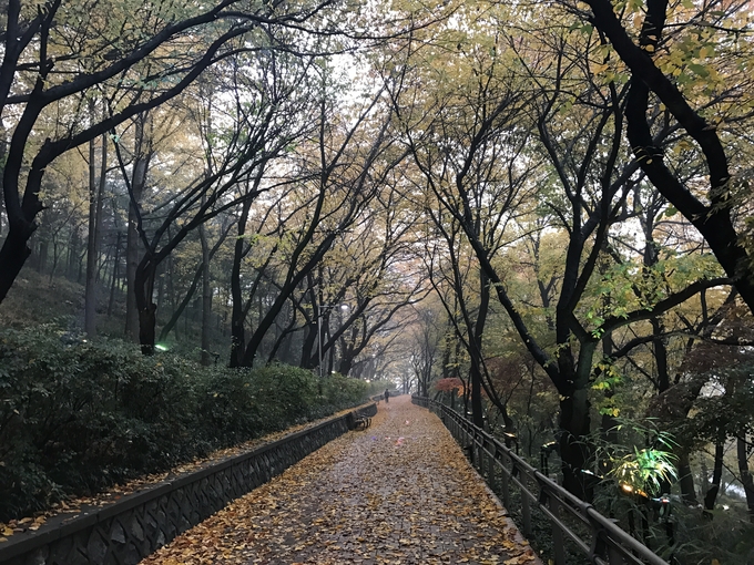 낙엽이 우거진 가을 자유공원.