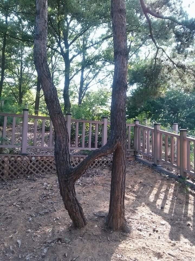 이배재 정상에서 갈마치 고개 사이에 위치한 사랑나무 연리지 소나무. (사진=성남학연구소 제공)
