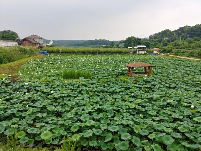 파주 군내면 통일촌 마을에 조성된 연꽃 정원. (사진=파주시 제공)