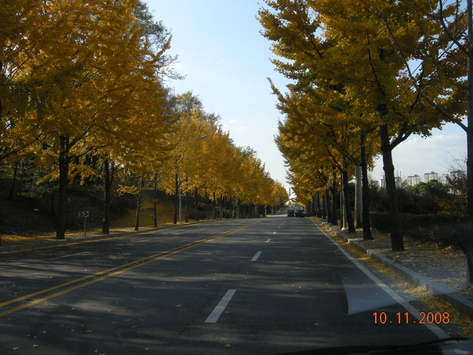 2008년 11월 창곡동의 은행나무 가로수길(행정학교 앞). (사진=성남학연구소 제공)