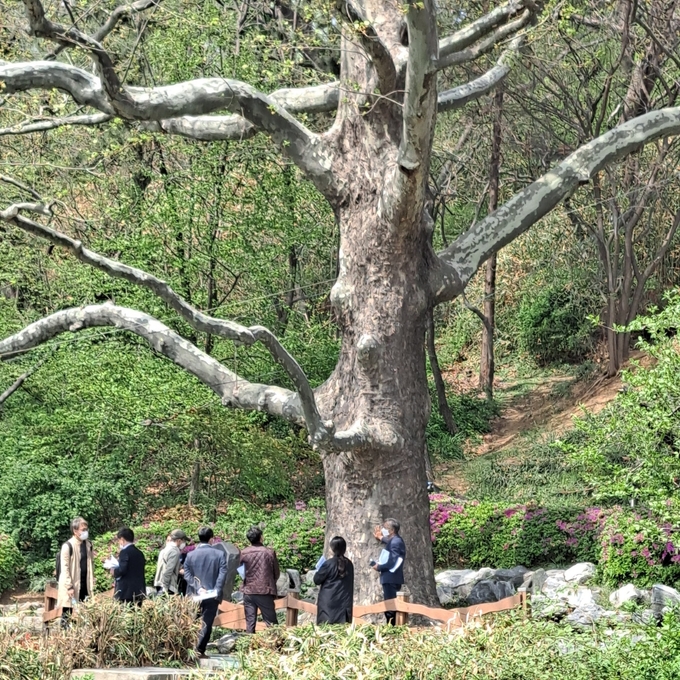 제2호 자유공원 플라타너스. ( 사진 = 인천시 제공 )
