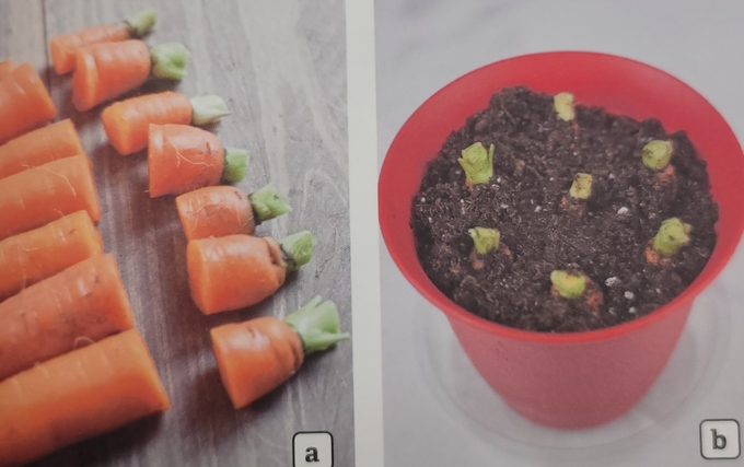 당근을 다시 기르기 하면 주황색 뿌리가 아니라 초록 잎 부분을 수확할 수 있다. (사진=주방에서 시작하는 가드닝 中)