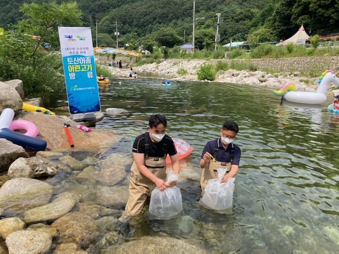 경기도가 12일 포천 백운계곡에서 미유기와 미꾸리를 방류하고 있다. (사진= 경기도 제공)
