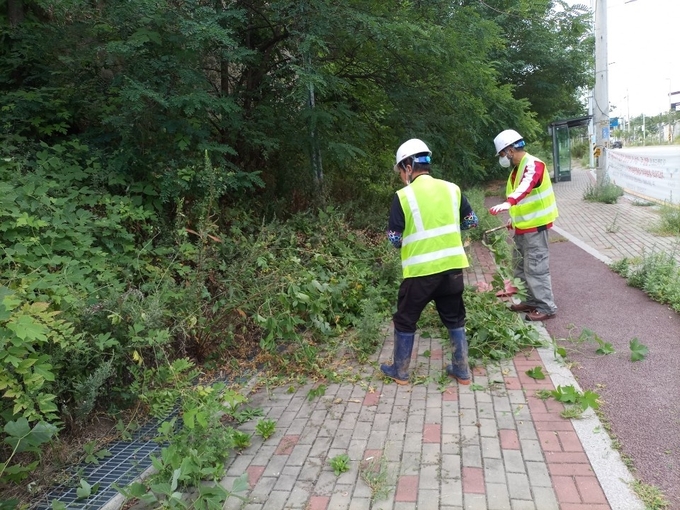 오산시가 생태계 교란 야생식물 퇴치사업을 본격화 한다. (사진=오산시 제공)