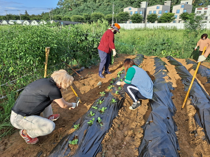 오산시 남촌동, 홀몸어르신을 위한 김장채소 경작 장면(사진=남촌동 주민자치위원회 제공)