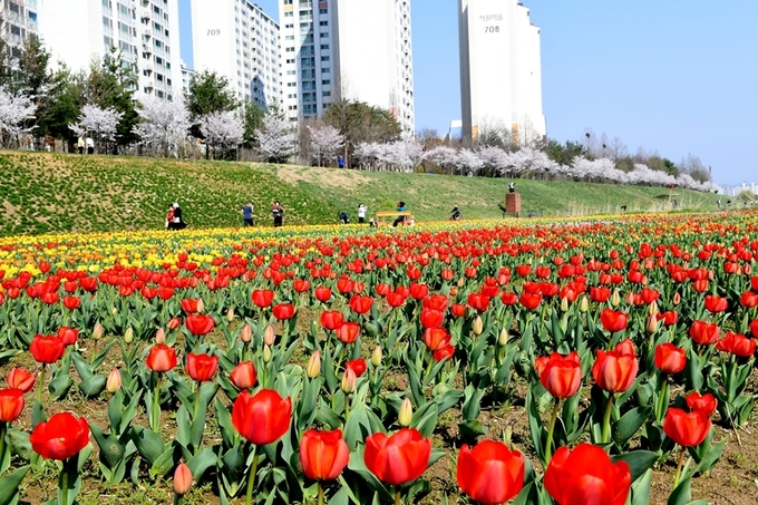 파주시가 공릉천변에 조성한 튜울립. (사진=파주시 제공)