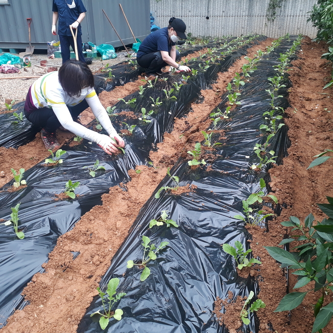 논현1동 통장협의회원들이 무 모종을 심고 있다. ( 사진 = 남동구 제공 )