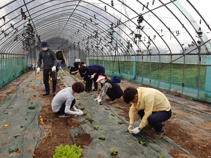 내가면 주민자치위원들이 배추 모종을 심고 있다. ( 사진 = 강화군 제공 )