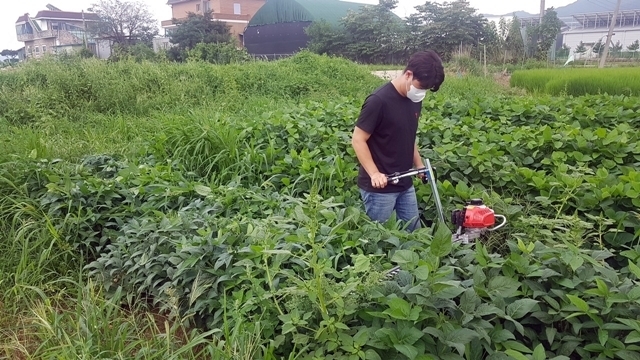 파주농기계임대사업소가 도입한 순치기기계로 콩순을 치고 있다. (사진=파주시 제공)