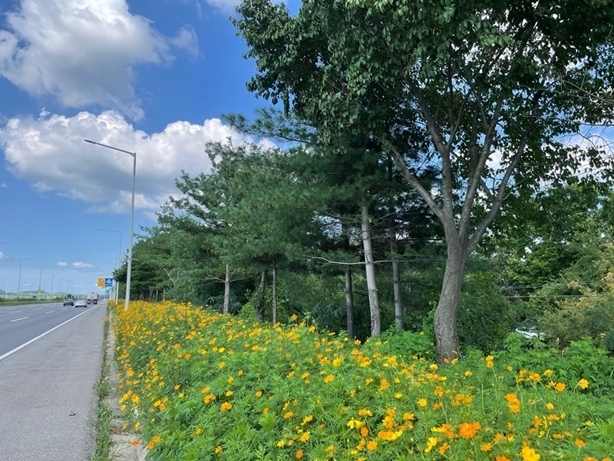 파주 자유로변을 장식한 황화코스모스. (사진=파주시 제공)