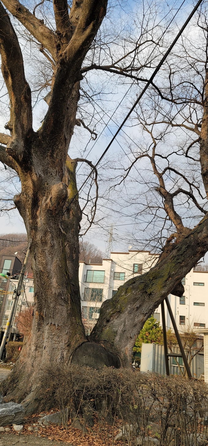 대장동 벌장투리 마을에 있는 느티나무(노거수). (사진=성남학연구소 제공)