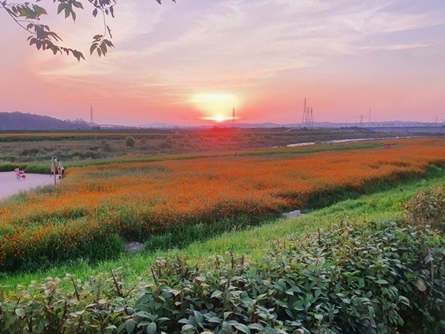 파주 문산천변에 펼쳐진 코스모스가 석양을 받으며 장관을 펼치고 있다 (사진=파주시 제공)