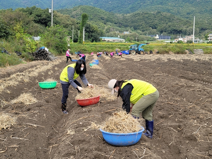 인천농협 및 고향주부모임 임직원들이 강화 인삼농가를 찾아 일손을 돕고 있다. ( 사진 = 농협인천본부 제공 )