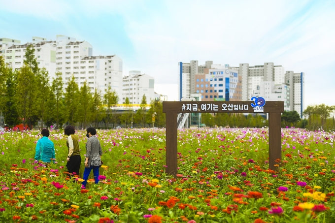 오산대역 주변 코스모스로 조성된 공원.