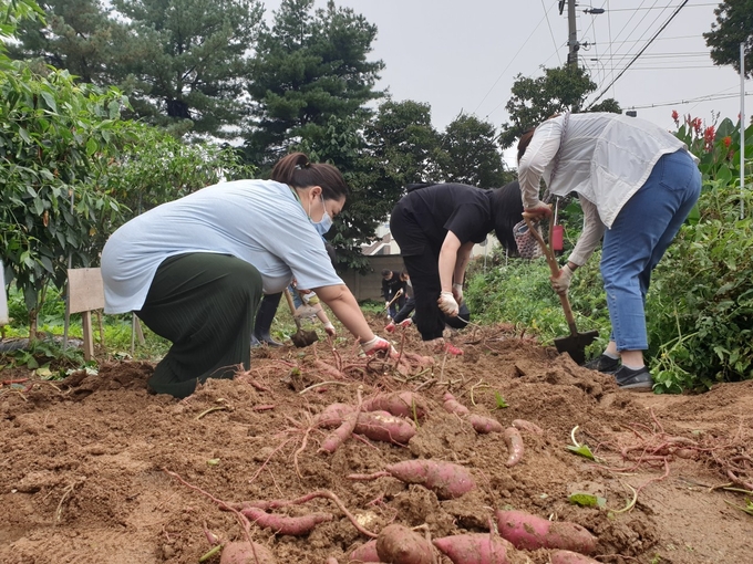 파주 교하동 함께키움공동체 고구마 수확 현장. (사진=파주시 제공)