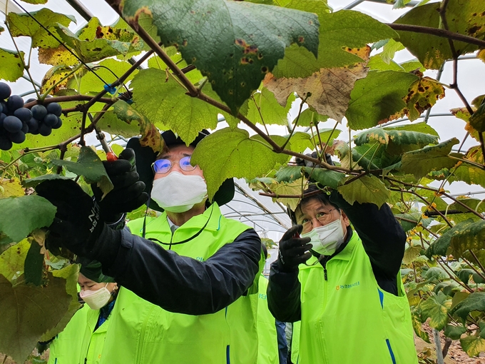 농협중앙회와 한국종합농업단체협의회는 12일 화성시 송산면 일원 포도농가를 찾아 일손돕기에 나섰다. (사진=농협중앙회 경기지역본부)