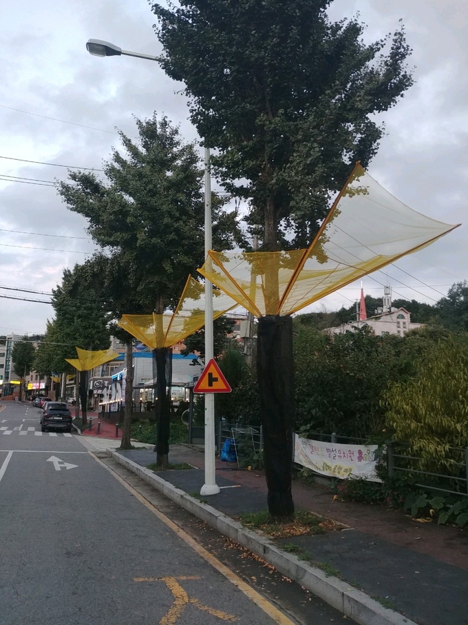 파주시 탄현면 약산로에 설치된 은행수거 그물망. (사진=파주시 제공)