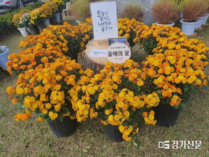 대상을 차지한 정교2리 경로당 김재영 어르신의 국화 작품 (사진=포천시 제공)