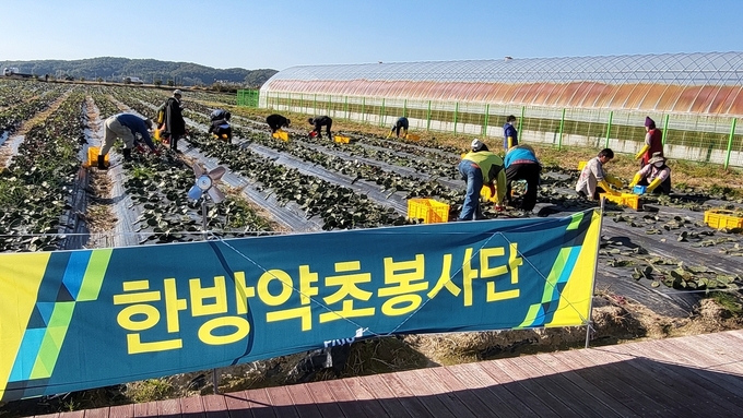 파주 한방약초봉사단이 민통선 이북지역인 장단면에서 천년초 수확 봉사를 하고 있다. (사진=파주시 제공)