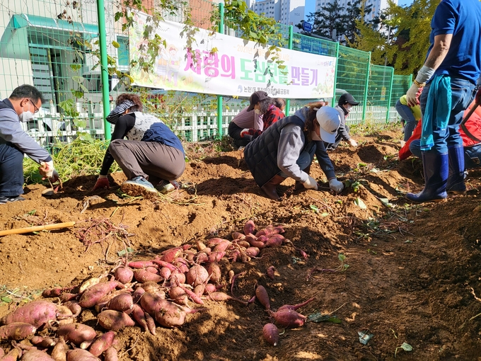 논현1동 통장협의회원들이 텃밭에서 고구마를 수확하고 있다. ( 사진 = 남동구 제공 )