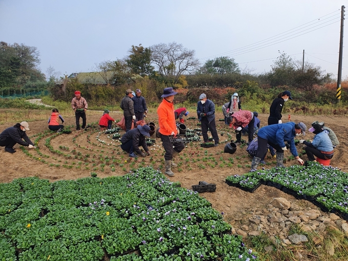 교동면 동산리마을회원들이 꽃밭을 조성하고 있다. ( 사진 = 강화군 제공 )