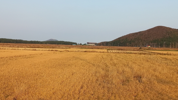 황금들녘으로 변한 화동간척지.