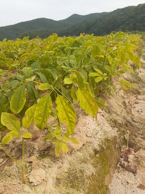 채굴하지 직전인 파주 개성인삼. (사진=파주시 제공)