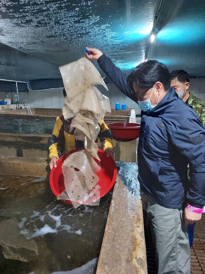 시 관계자가 수산종자 확인작업을 진행하고 있다. ( 사진 = 인천시 제공 )