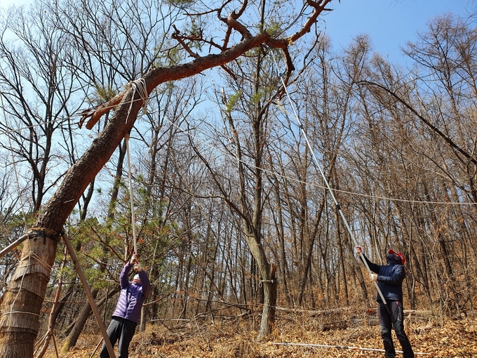 군포시 대야동 수리산 일원에서 매미나방 알집제거 작업이 진행되고 있다. (사진=군포시 제공)