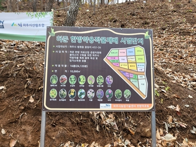파주시가 법원읍 웅담리에 조성한 약용작물 재배 시범단지. (사진=파주시 제공)