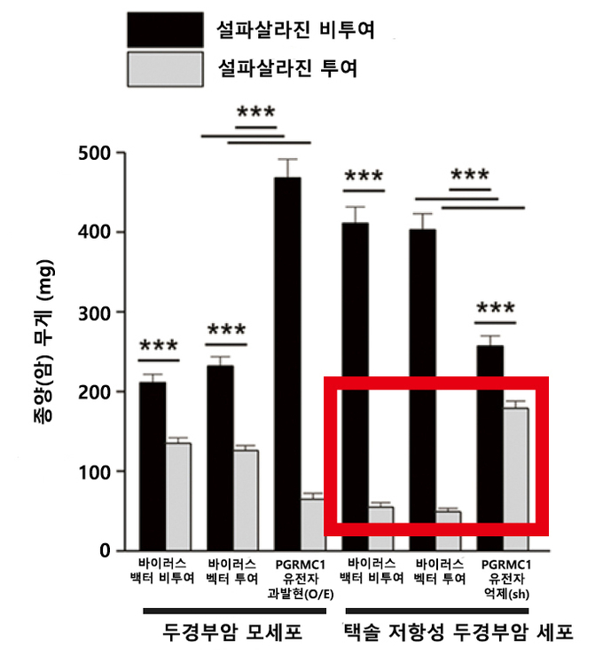 두경부암 세포와 택솔 저항성 두경부암 세포 동물모델에 설파살라진을 투여한 결과 택솔 저항성 두경부암세포 동물모델에서 암세포 성장이 억제되어 암 크기가 작게 나타났다. (도표=분당차병원 제공)