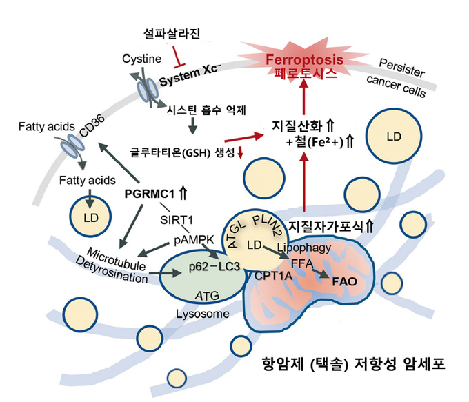 택솔 저항성 두경부암 세포에 설파살라진을 주입, PGRMC1 단백질이 활성화되어 페로토시스를 유도해 저항성 암세포가 사멸됐다. (자료=분당차병원 제공)