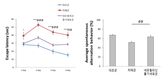 아밀로이드베타 투여로 감소된 기억력이 네프릴리신 줄기세포 투여 후 기억력이 호전되는 것이 관찰됐다. (표=분당 차병원 제공)