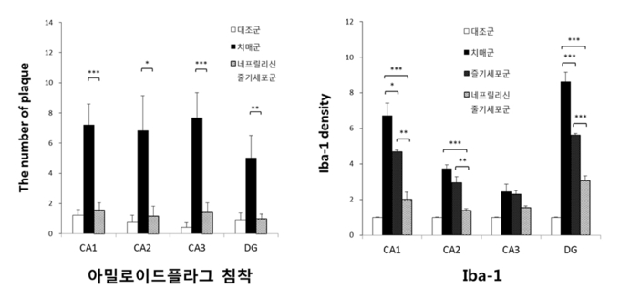 네프릴리신 줄기세포 투여 후 알츠하이머병에서 흔히 관찰되는 해마 부위의 아밀로이드플라그 침착이 크게 감소되었고(그림 좌측), 네프릴리신 줄기세포군이 줄기세포군에 비해 염증 반응(Iba-1)이 더 크게 감소되는 것이 관찰됐다. (표=분당 차병원 제공)