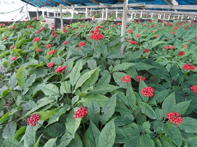 파주 대표적 특용작물인 인삼 재배 모습(사진=파주시 제공)