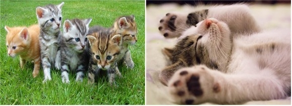 광명시는 오는 2월 1일부터 고양이 동물등록 사업이 확대 시행 된다. (사진=광명시청 제공)<br>
