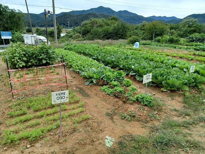  광주시 남한산성면 하번천리 일대에 위치한 도담텃밭에서 시민들이 안전한 먹거리를 직접 기르고 있다.(사진=-광주시 제공)