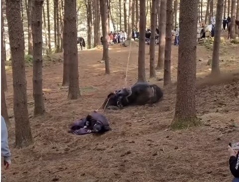 드라마 '태종 이방원' 촬영 중 강제로 말을 쓰러트린 모습. (사진=동물자유연대 유튜브화면 캡처)