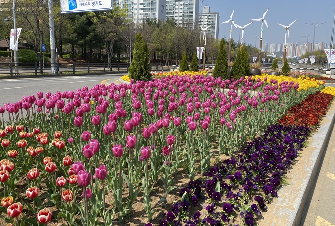 수원특례시 영통구가 가로변 곳곳을 봄꽃으로 단장하고 있다. (사진=수원시 제공)
