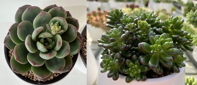 (왼쪽부터) 조이틴트, 초코틴트. (사진=경기도농업기술원 제공)