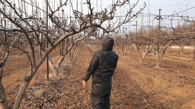  과수화상병 사전예방 위한 행정명령을 발령한 가운데 농부가 과수를 살펴보고 있다.(사진=파주시 제공)