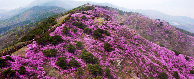 강화 고려산 진달래 군락지. ( 사진 = 강화군 제공 )