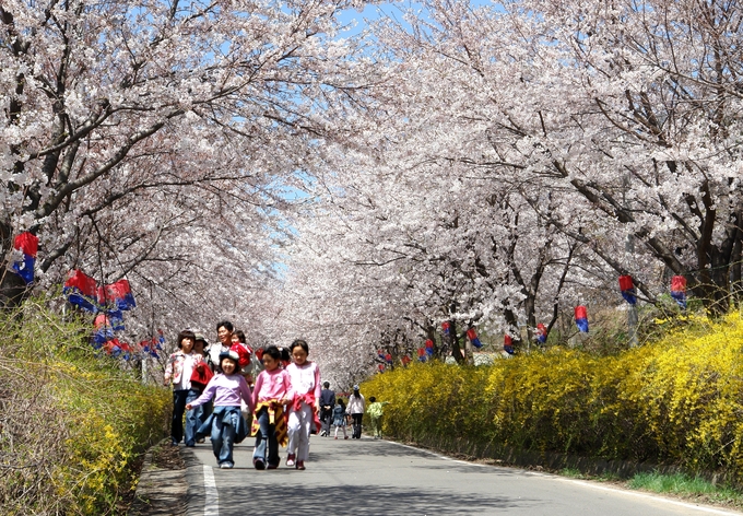 4월 8~17일 열흘 간 3년 만에 개방되는 강화산성 북문 벚꽃길. ( 사진 = 강화군 제공 ) 