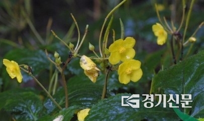 매미꽃. (사진=국립수목원 제공)