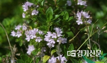 섬백리향. (사진=국립수목원 제공)